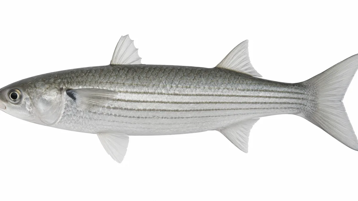 Cefalo (Mugil cephalus): esemplare su sfondo bianco