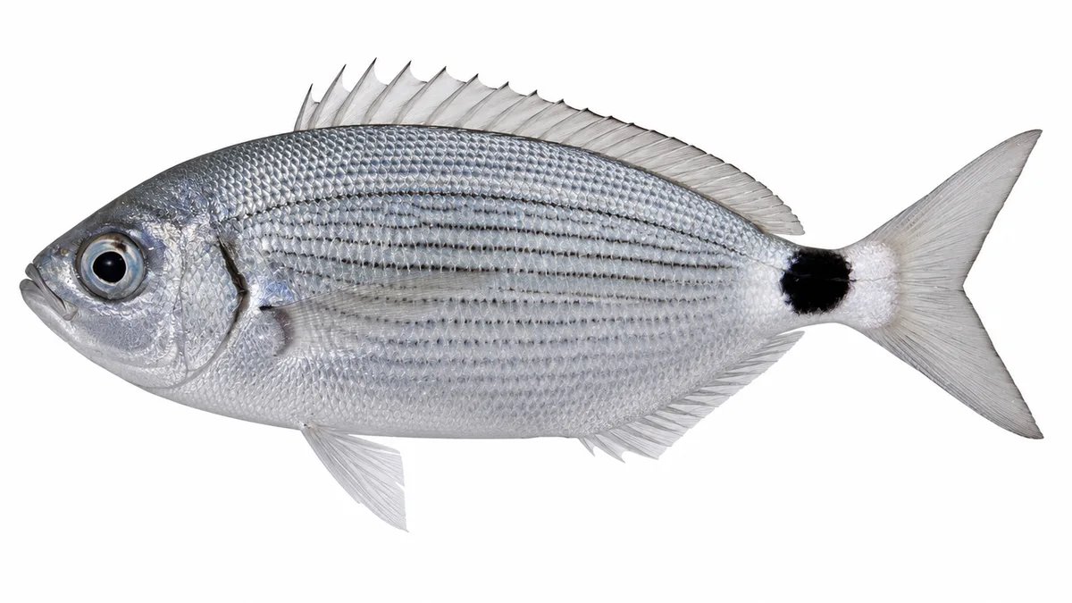 Occhiata (Oblada melanurus): esemplare su sfondo bianco