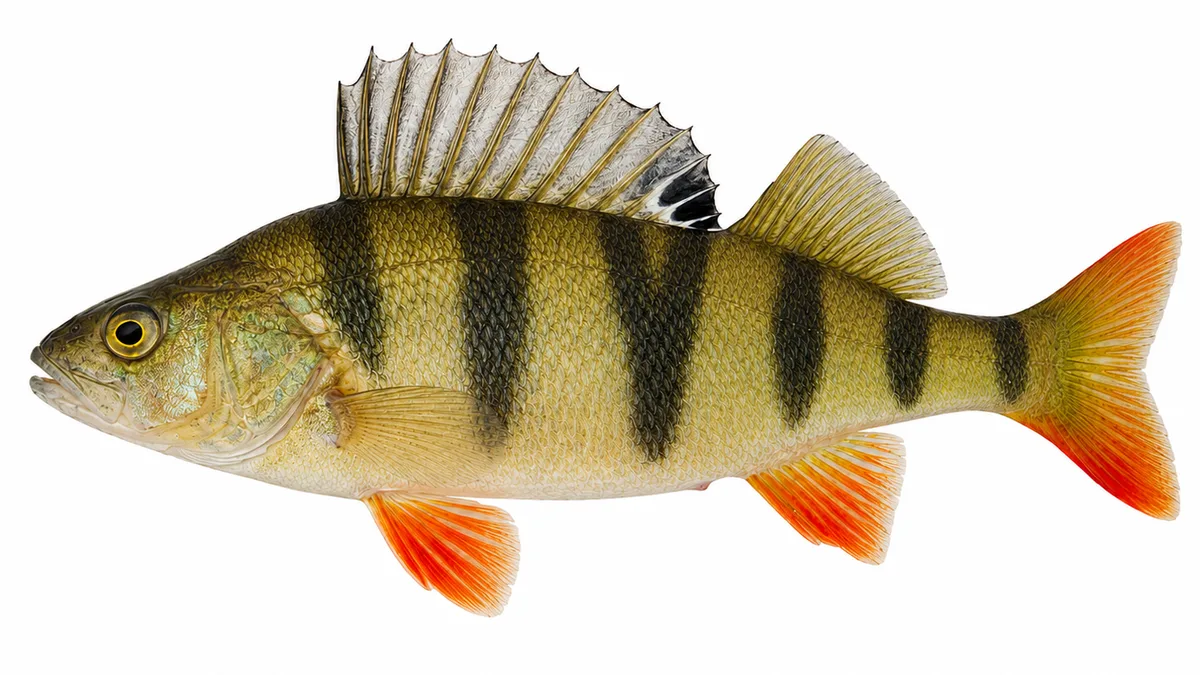 Persico reale (Perca fluviatilis): esemplare su sfondo bianco