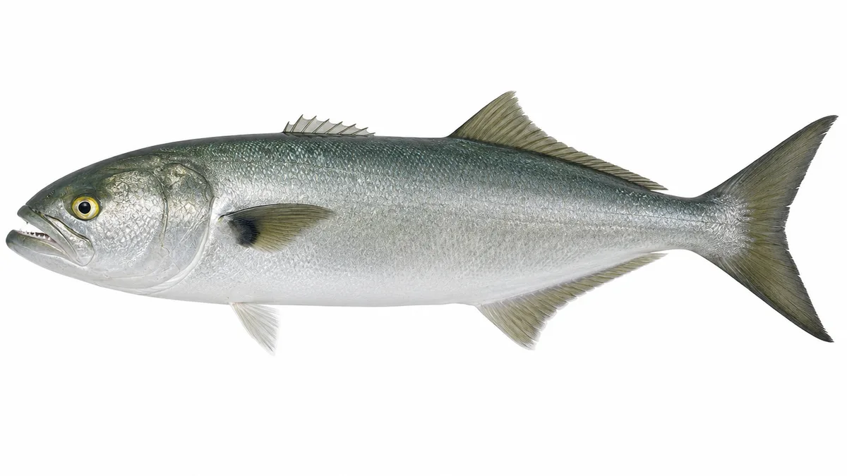 Pesce serra (Pomatomus saltatrix): esemplare su sfondo bianco