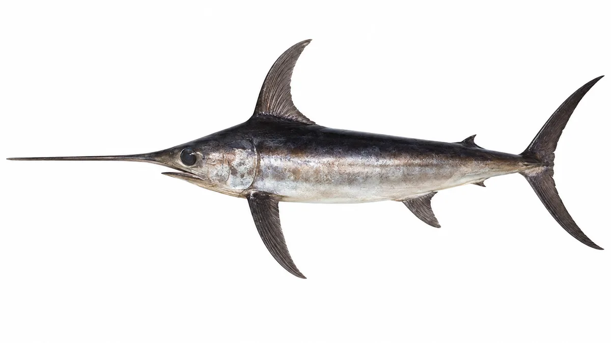 Pesce spada (Xiphias gladius): esemplare su sfondo bianco