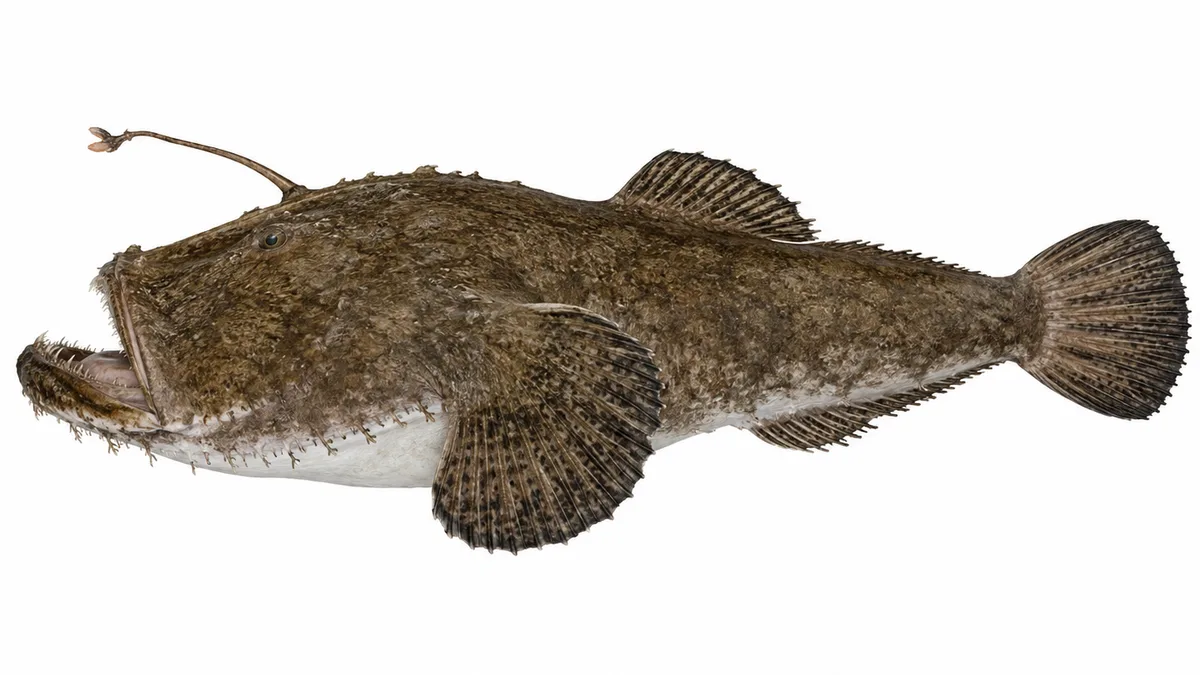 Rana pescatrice (Lophius piscatorius): esemplare su sfondo bianco
